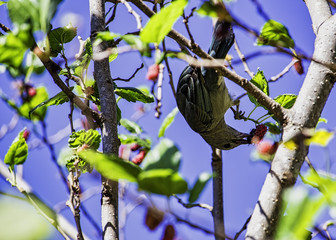 Bird Thraupis episcopus in mulberry
