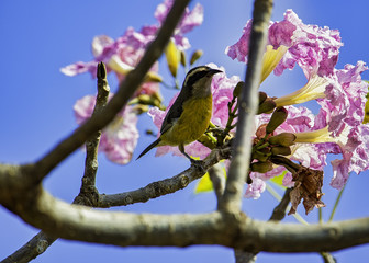 Bird Conopias trivirgatus on the tree trunk with pink flowers and blue sky in the background