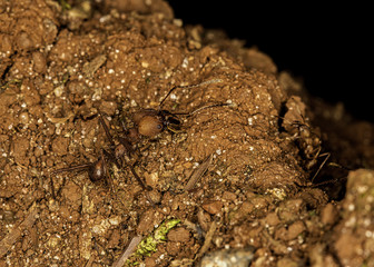 Entrance of the Anthill macro photo - entrance of the Formicary close up