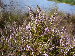 Die Moorheide blüht