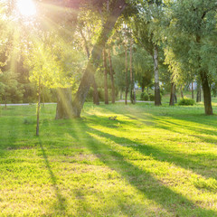 Obraz premium Beautiful sunny park with light beams at green grass
