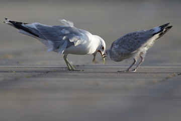 An adult and juvenile Common gull(Larus canus) feeding on a parking lot in the ports of Bremen Germany.
