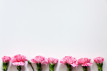 Photo of a white background copy space with pink carnations arranged in a row seen from above