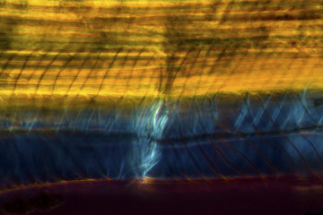 Abstract micrograph of thickened cells in a peat moss stem.