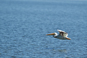 Fototapeta na wymiar American White Pelican at Emiquon 0355
