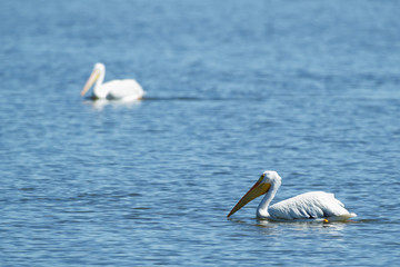 American White Pelican at Emiquon 0386