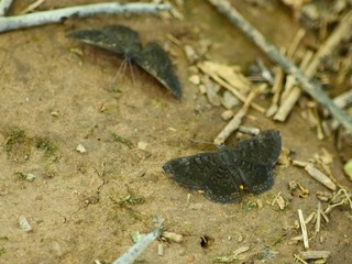 Mariposa Negra