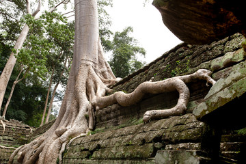 Giant tree roots covering Ta Prom temple in Siem Reap, Cambodia.