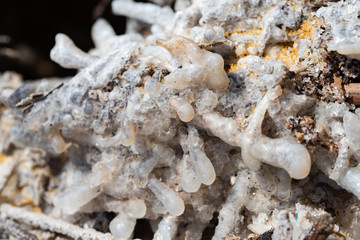 Close up of small wood parts covered by salt dduring the years