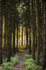 Obraz premium Waldweg in schönem Licht