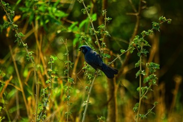 naturaleza, insecto, anisoptera, verde, bragueta, animal, fauna, macro, césped, ave, verano, azul, escarabajo, close-up, flor, primavera, árbol, bicho, alas, fábrica, mariposa, dragones, bosque, amari