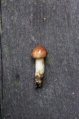 mushroom annulated boletus