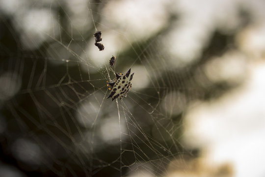 Ara&ntilde;a atrapando insecto en su telara&ntilde;a durante el atardecer