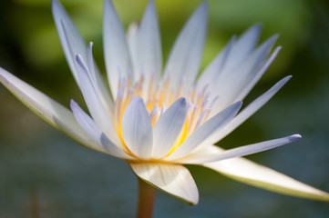 Close-up of water lily blooming towards sun