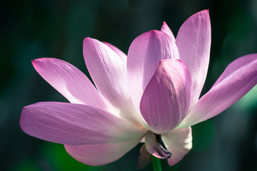 Close-up of sacred lotus, beautiful pink petals