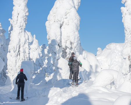 Snowshoe walkers in snow-covered forest in Koli National Park in Finland