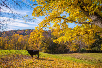Curious Cows in New England