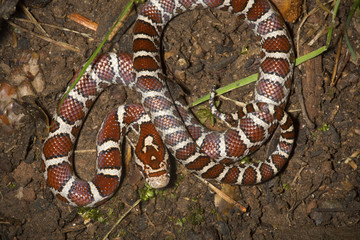 Young milk snake on soil of a garden in Connecticut.
