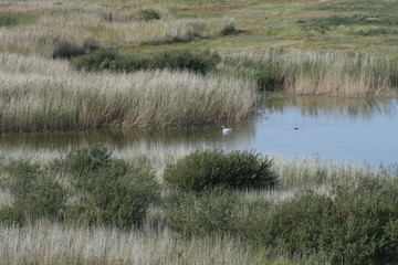 A quiet swan 