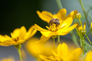 Close-up of bee drinking nectar from yellow wildflower on meadow