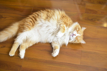Cat lying on the wooden floor