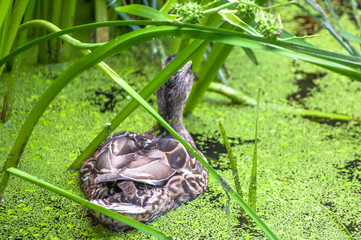 Duck swimming in lake covered with water plants among grass
