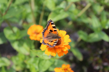 Ein Schmetterling auf einer Zinie