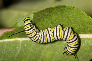 Monarch butterfly caterpillar on a milkweed leaf.