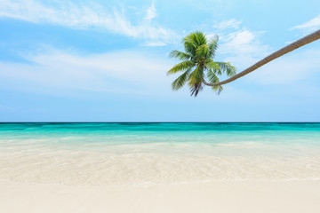 Fototapeta na wymiar Tropical beach and palm tree