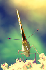Insect butterfly sits on a flower with folded wings, looks into the camera, macro photo