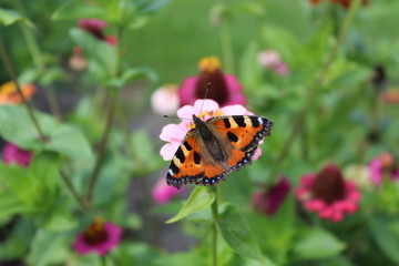 Fototapeta na wymiar Ein Schmetterling auf einer Zinie