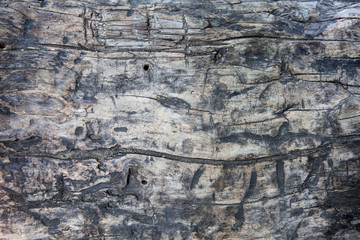 Grunge textured old tree