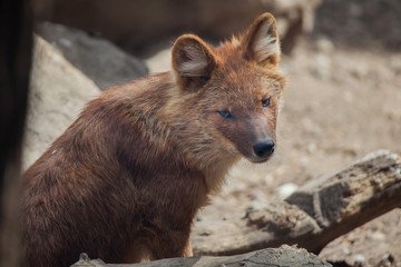 Fototapeta premium Ussuri dhole (Cuon alpinus alpinus)