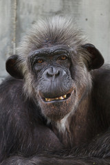 Fototapeta premium Common chimpanzee (Pan troglodytes)