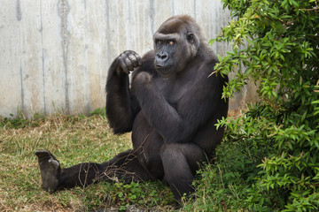Western lowland gorilla.