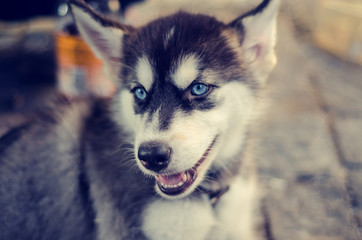 Puppy dog Husky breed. Portrait of an animal on the street