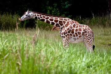 Naklejka premium JIRAFA