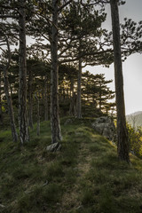 Forest during sunset. Landscape rocky mountains national park "Paklenica" in Croatia. 