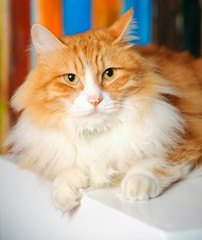 Fototapeta na wymiar Naughty cat portrait
