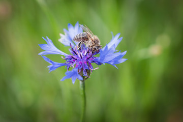 Bee on cornflower