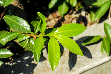 green leaves 