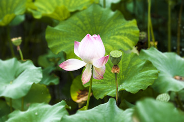 Lotus