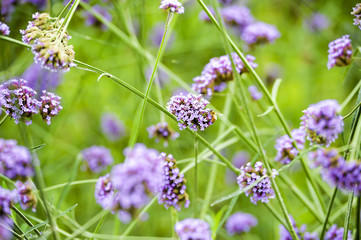Wildflower weed
