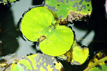 The lotus leaf in the lotus pond floats on the water