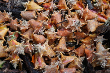 Viele Muscheln