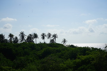 Obraz na płótnie Canvas Isla mucura - Mangroven und Kokosnusspalmen