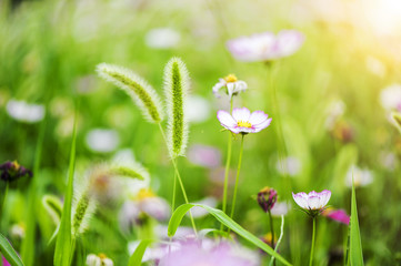 Obraz na płótnie Canvas Dog tail grass and wildflowers