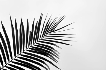 palm leaf on gray background - monochrome