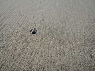 Coquillage sur le sable