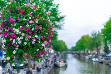 Fototapeta premium アムステルダムの花